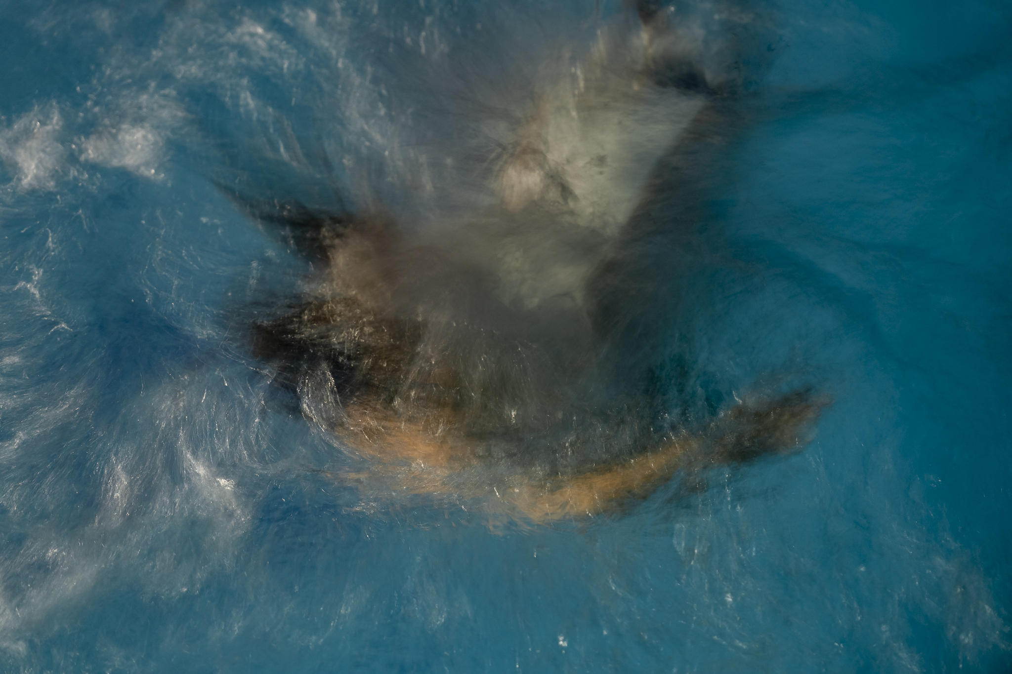 © Paul Tocatlian. All Rights Reserved.